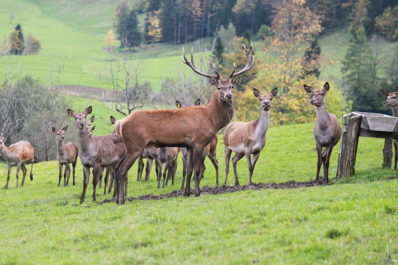 Singerskogel - Ferienhof Und Jausnstub'N ชปิทัล อัม เพิร์ม ภายนอก รูปภาพ
